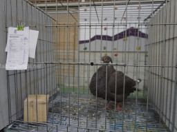 XIV Concurso Exposición de Palomas de Raza en Mula 2024